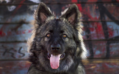 oud duitse herders hond