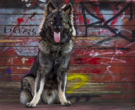 oud duitse herders hond