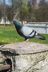 Pigeon in the park