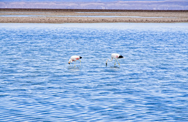 Feeding Flamingos / Chilean  Flamingos in the Atacama Desert