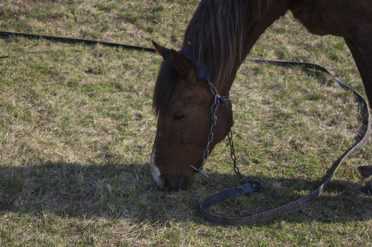 The old horse eats a grass on a meadow