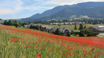Champ de coquelicots dans le Vercors