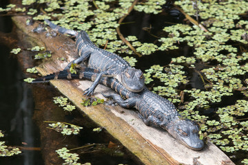 Alligators