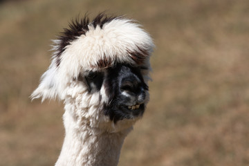 Portrait de lama © Pascal