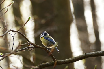 singende Blaumeise im Wald