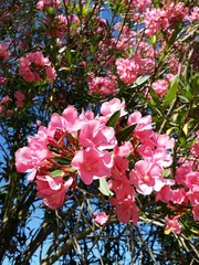 Oleander flowers on blue sky background 