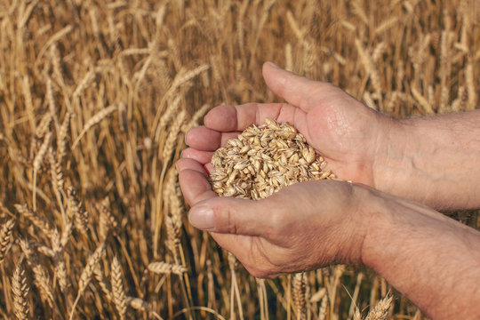 farmer holding grain in his hands