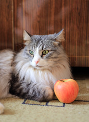 Disgruntled cat and apple