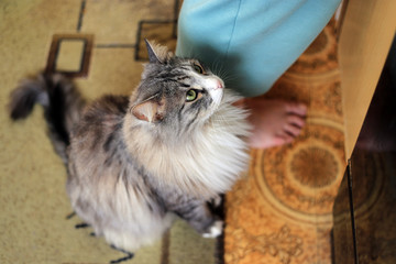 The cat is waiting for food
