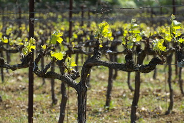 Premières feuilles de vigne au printemps.