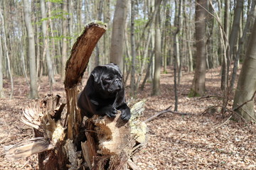Wildpug