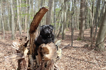 Black Pug and nature
