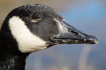 Close up on a Canada Goose head