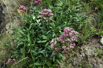 Rote Spornblume - Centranthus ruber