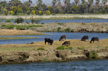Rinder auf einer Insel im Nil