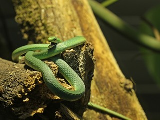Gähnende Raue Grasnatter (Opheodrys aestivus) 