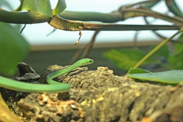 Raue Grasnatter (Opheodrys aestivus)
