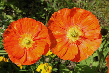 Pavots d'Islande oranges