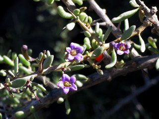 Sparriger Bocksdorn (Lycium intricatum)