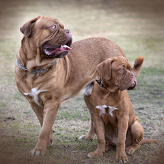 Dogs on a background of city Park