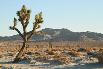 Mirage Lake views