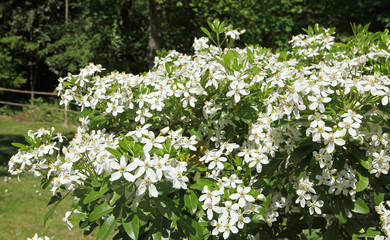Choisya ternata en fleurs