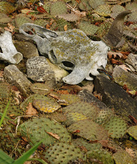bull skull cactus
