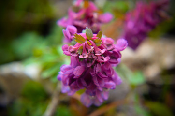 Spring forest flowers scilla bifolia