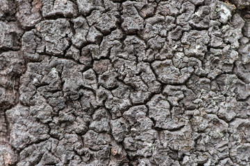Tree bark texture