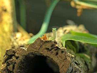 Raue Grasnatter (Opheodrys aestivus) mit Futtertier (Wanderheuschrecke)
