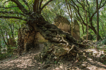 Albero contorto abbarbicato sui ruderi