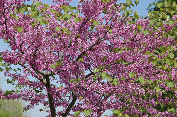 Arbre de Judée