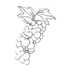 grapes fruit icon image vector illustration design 