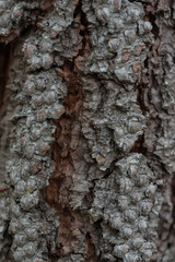 Tree bark texture