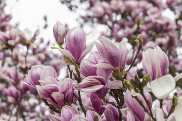 Obraz na płótnie Canvas magnolia blossom