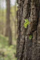 Leave Climbing up a Tree Closeup