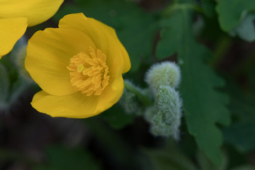 Yellow Four Petaled Wildflower Closeup