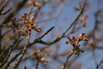 Young red spring Apricot tree flower blossoms buds. Prunus armeniaca branches on sky background