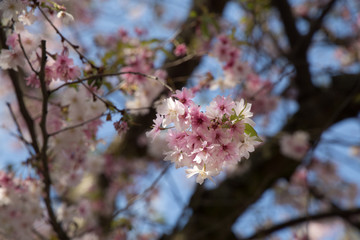 Pink cherry flowers branches closeup spring blossoms on a blue sky background