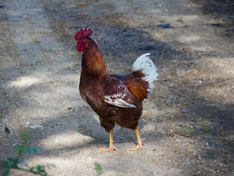 Strutting Chicken