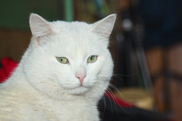 White cat portrait in the room.