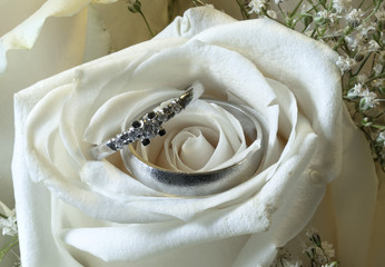 Wedding rings in white rose