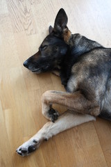 Hund, schlafender Hund