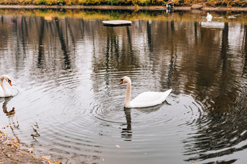 White swans on the lake. Autumn park, yellow leaves on the trees.