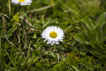 Маленький белый цветок растущий в зеленой траве, весенний пейзаж, белая ромашка