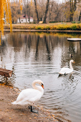 White swans on the lake. Autumn park, yellow leaves on the trees.