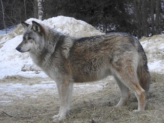 Grey Wolf/Gray Wolf