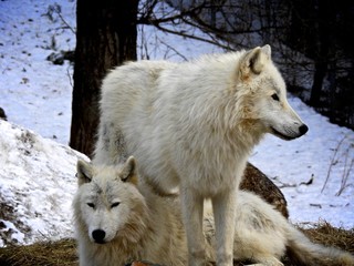 Obraz na płótnie Canvas Grey Wolf/Gray Wolf