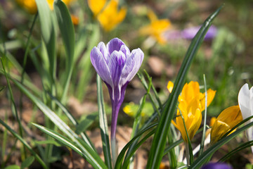Purple crocus bulb plant spring flower blossom closeup