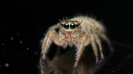 Beautiful Spider on glass, Jumping Spider in Thailand, Hyllus semicupreus